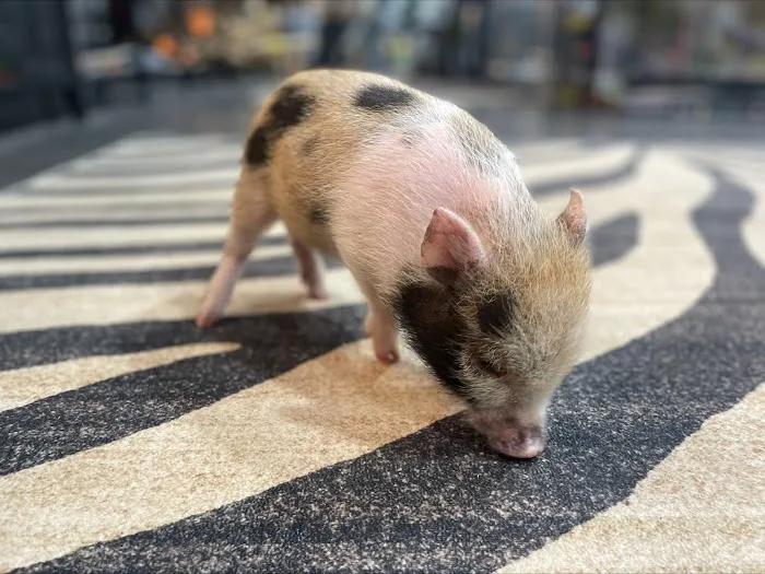 Amazing Animal Adventures Exotic Pet Shop 3