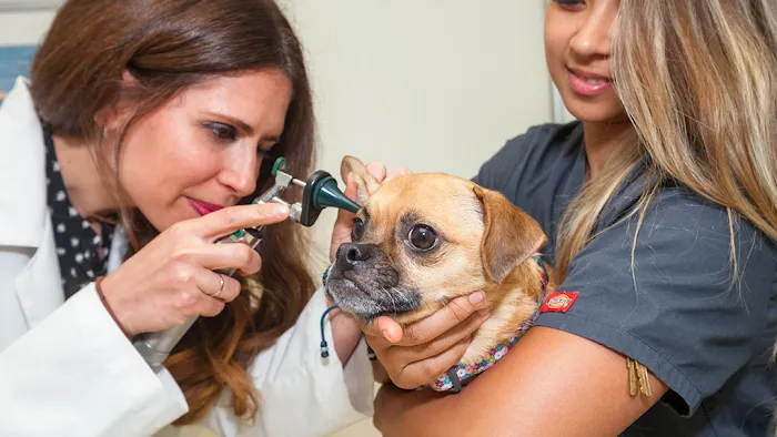 Laguna Beach Animal Hospital 10