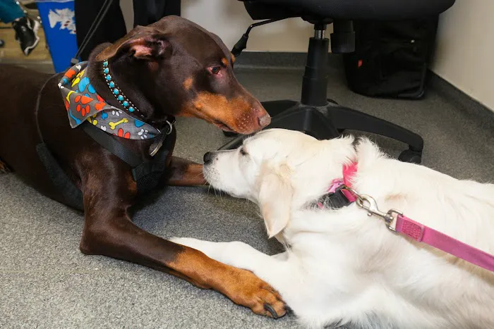 Laguna Beach Animal Hospital 6