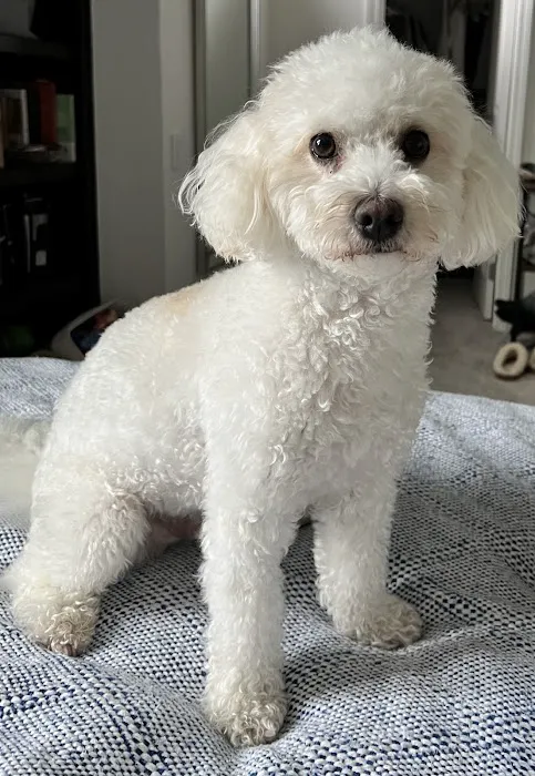 Laguna Beach Animal Hospital 8