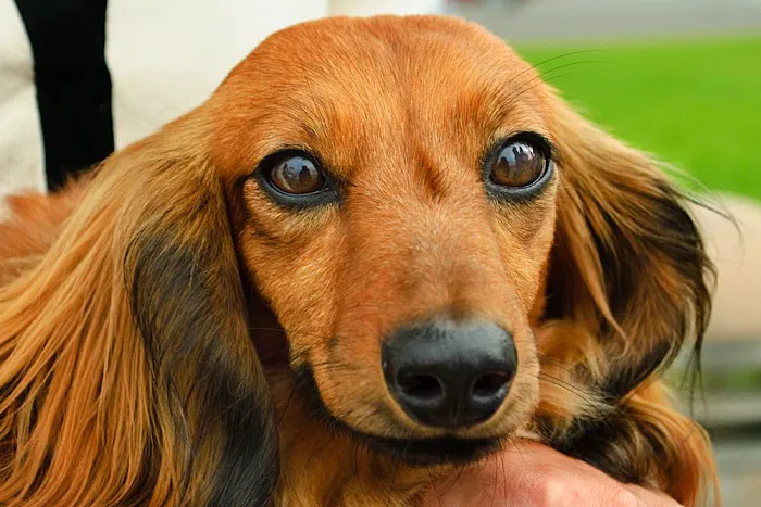 Laguna Beach Animal Hospital 5