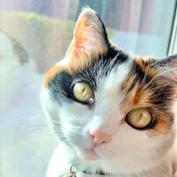 Laguna Beach Animal Hospital ico