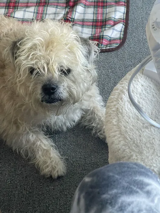 Laguna Beach Animal Hospital 4