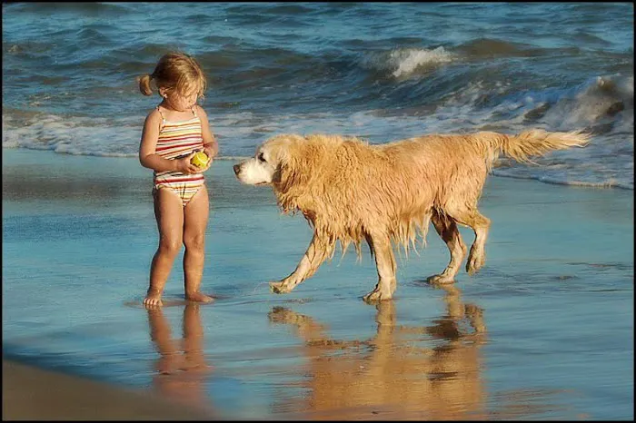 Laguna Beach Animal Hospital 2