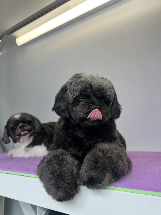 Laguna Beach Animal Hospital 3