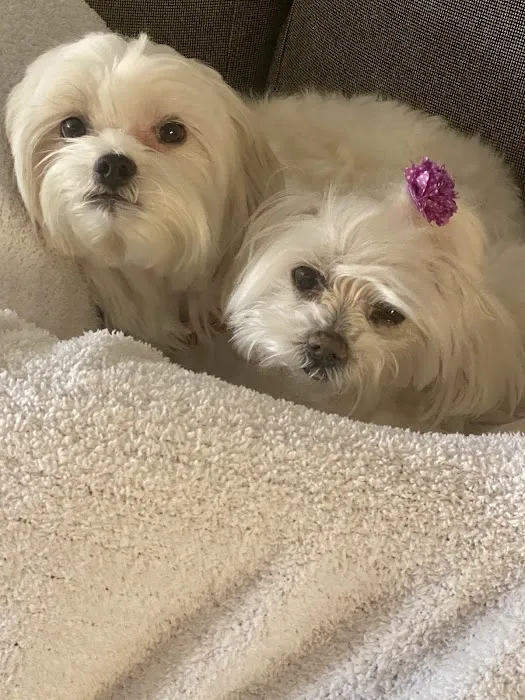 Laguna Hills Animal Hospital 9