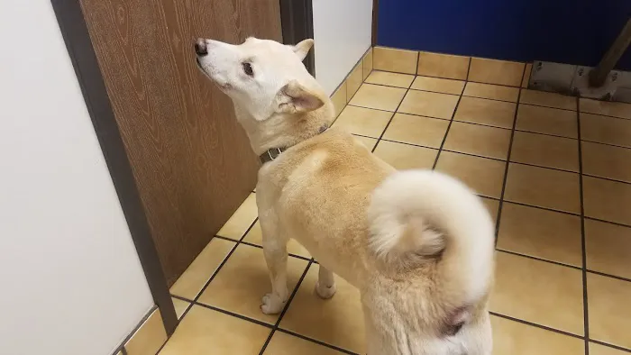 Laguna Hills Animal Hospital 5