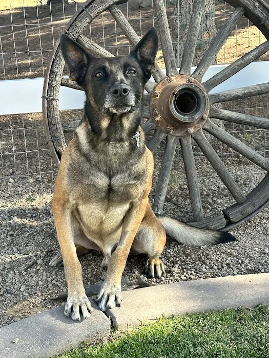 Laguna Hills Animal Hospital 4