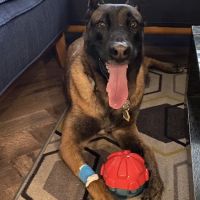 Aliso Niguel Animal Hospital ico