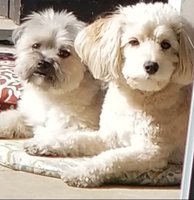 Aliso Niguel Animal Hospital 5