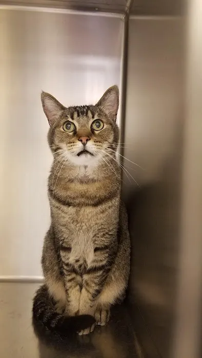 Aliso Niguel Animal Hospital 6
