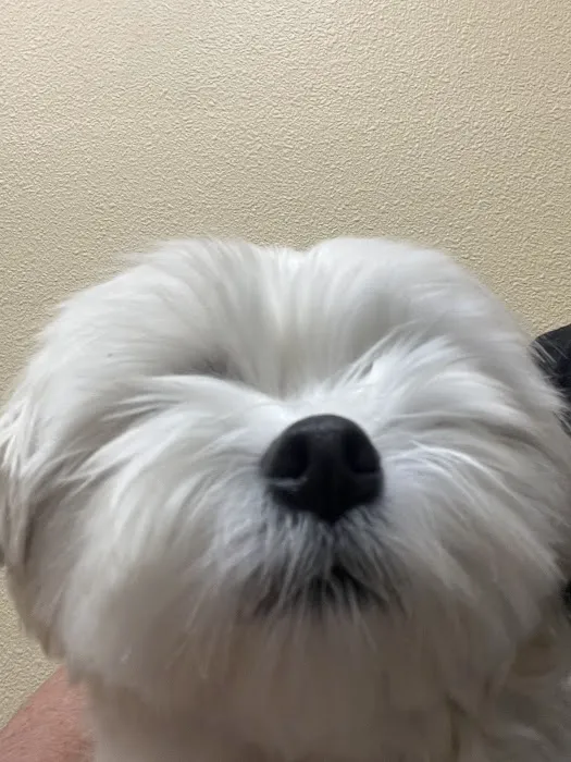 Aliso Niguel Animal Hospital 4