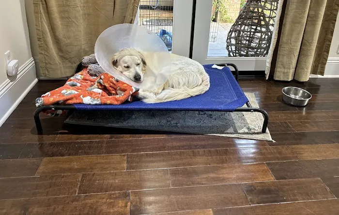 Aliso Niguel Animal Hospital 3