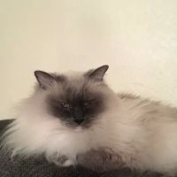 Niguel Animal Care Center ico