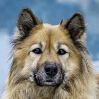 Arch Beach Veterinary Clinic ico