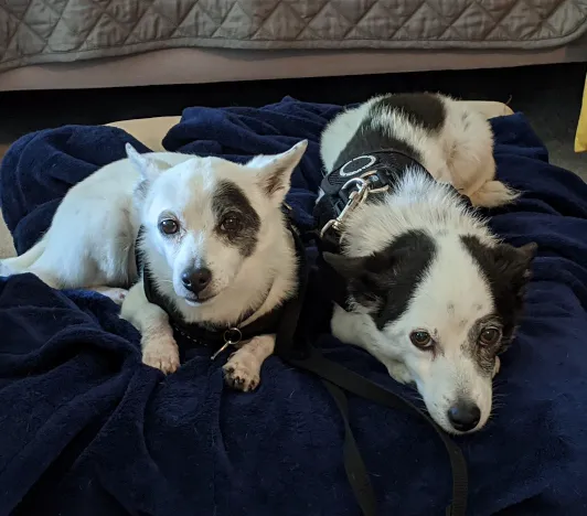 Laguna Pet Care Center 10