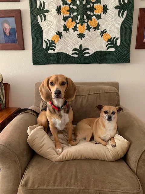 North Hills Animal Hospital 4