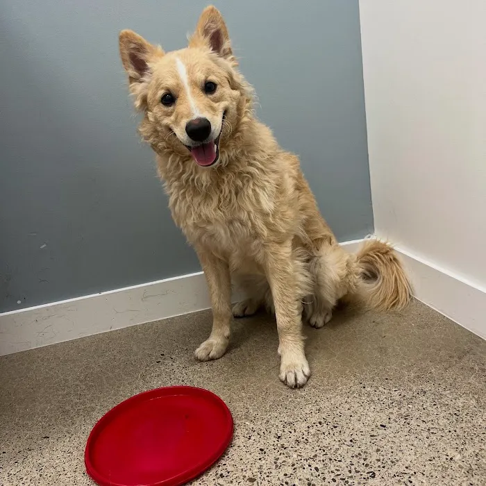 North Hills Animal Hospital 6