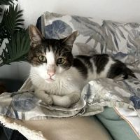 Healing Hearts Emergency Animal Hospital ico