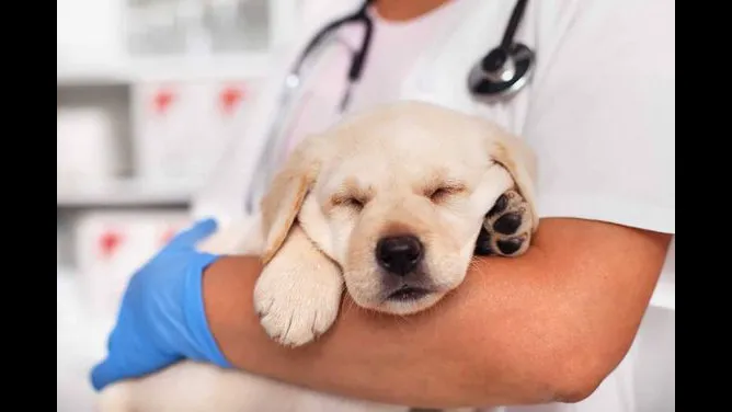 Healing Hearts Emergency Animal Hospital 10