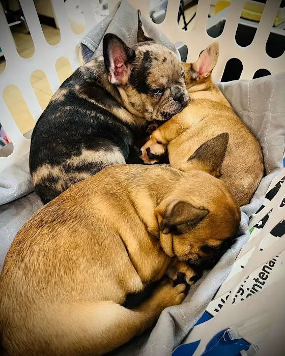 Aliso Beach Animal Clinic 7