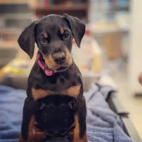 Aliso Beach Animal Clinic ico