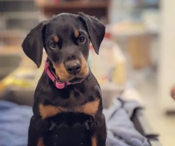 Aliso Beach Animal Clinic