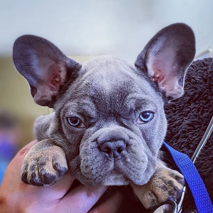 Aliso Beach Animal Clinic 9