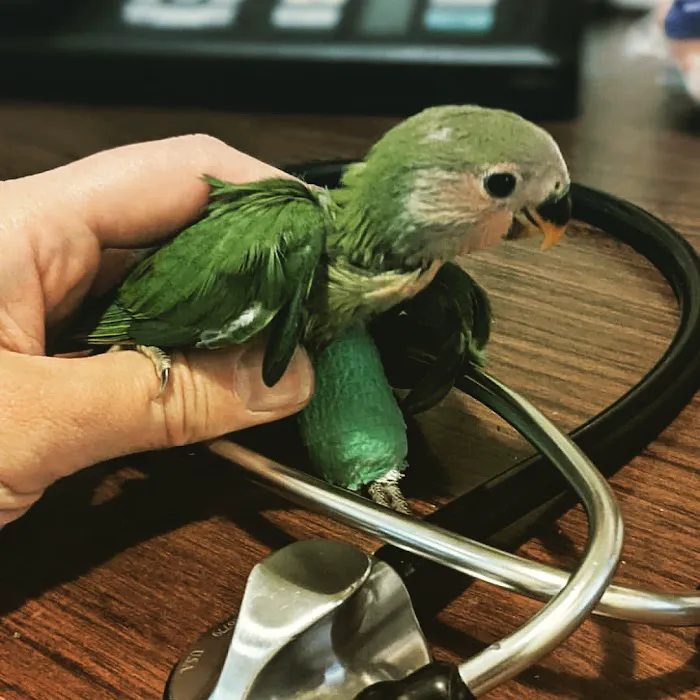 Aliso Beach Animal Clinic 8