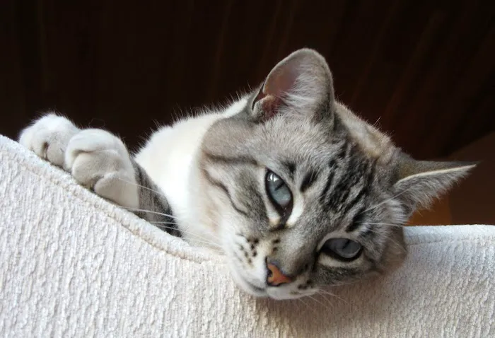 Alicia Pacific Veterinary Center 5