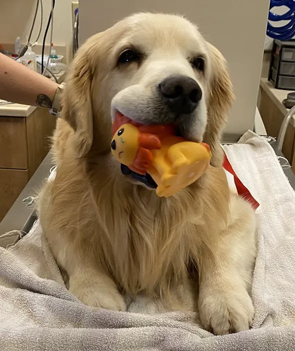Alicia Pacific Veterinary Center 9