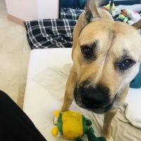 Alicia Pacific Veterinary Center ico