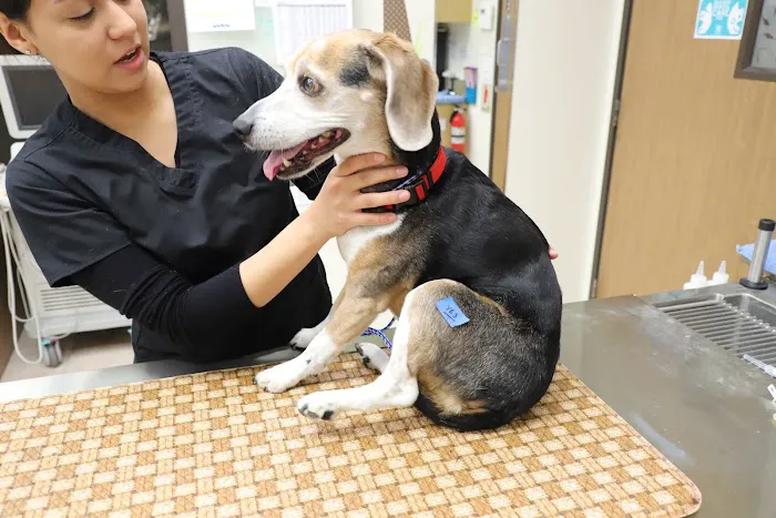 South Coast Veterinary Hospital 3