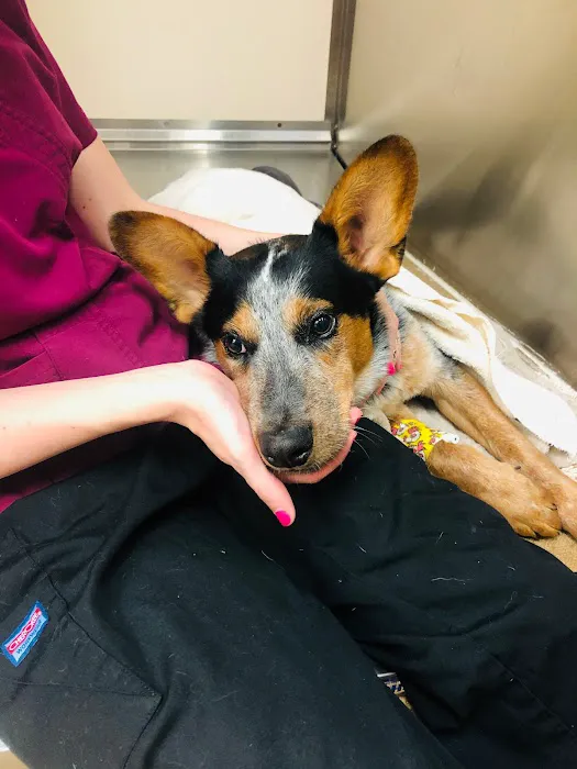 South Coast Veterinary Hospital 2