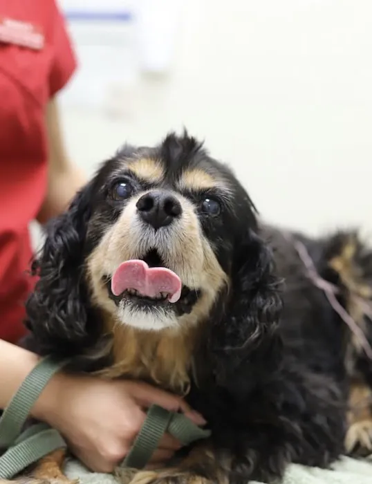 South Coast Veterinary Hospital 5