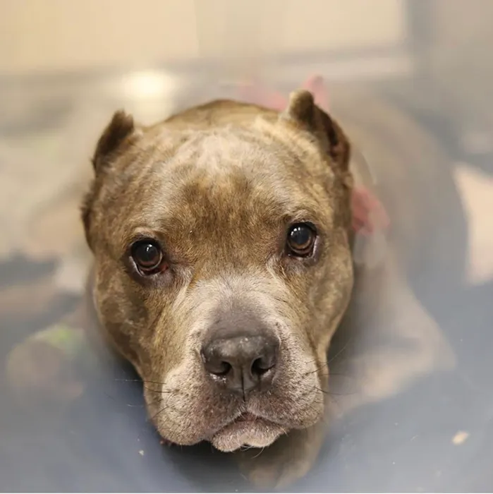 South Coast Veterinary Hospital 9