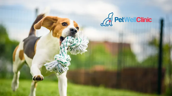 PetWellClinic - Lake Forest 9