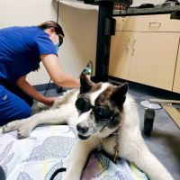 Lake Forest Animal Clinic ico