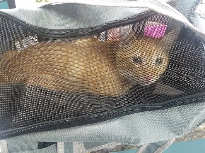 Simply Spay and Neuter of Orange County 1