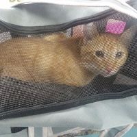 Simply Spay and Neuter of Orange County ico