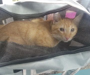 Simply Spay and Neuter of Orange County