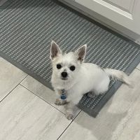 VCA Pacific Veterinary Center ico