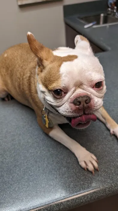 VCA Pacific Veterinary Center 2