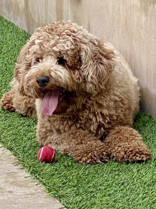 Animal Hospital of Redondo Beach 3
