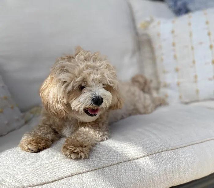 Animal Hospital of Redondo Beach 5