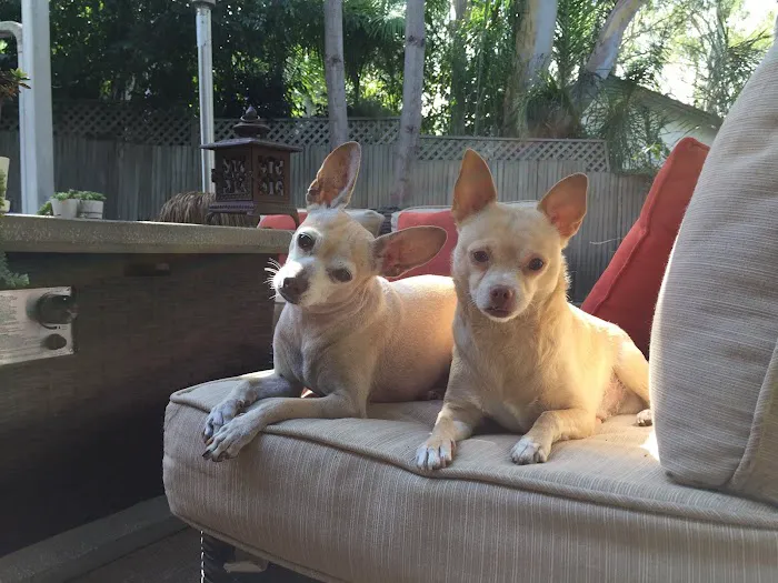 Animal Hospital of Redondo Beach 7