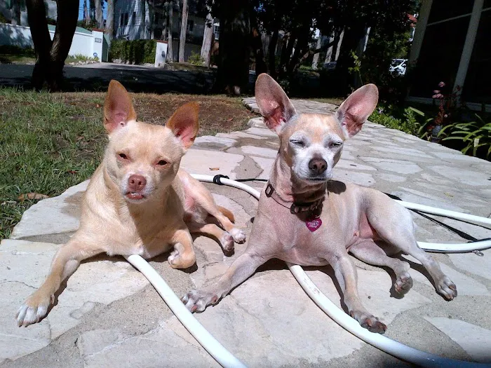 Animal Hospital of Redondo Beach 8
