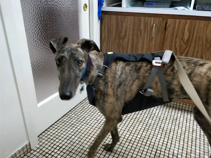 Animal Hospital of Redondo Beach 4