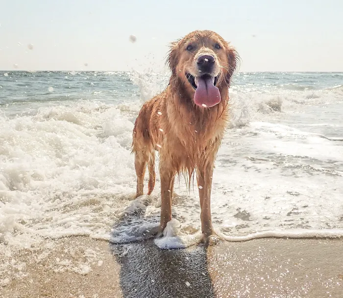 Pacific Coast Animal Hospital 8