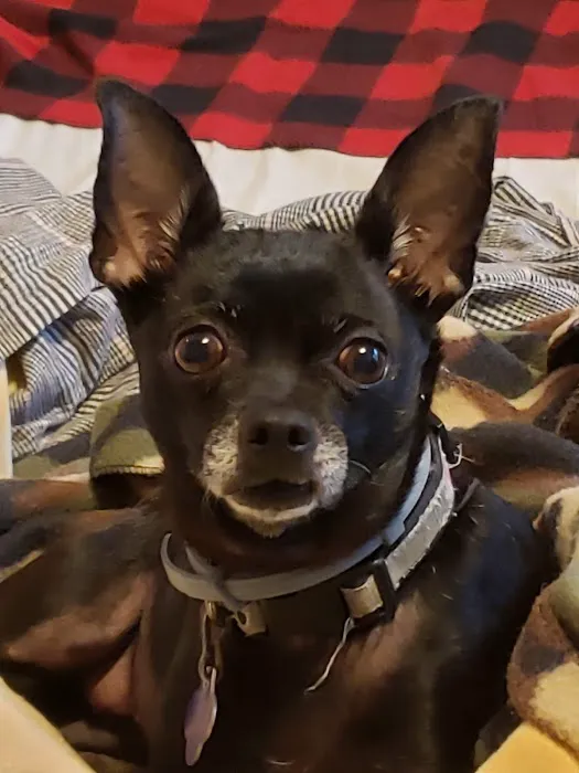 Pacific Coast Animal Hospital 6